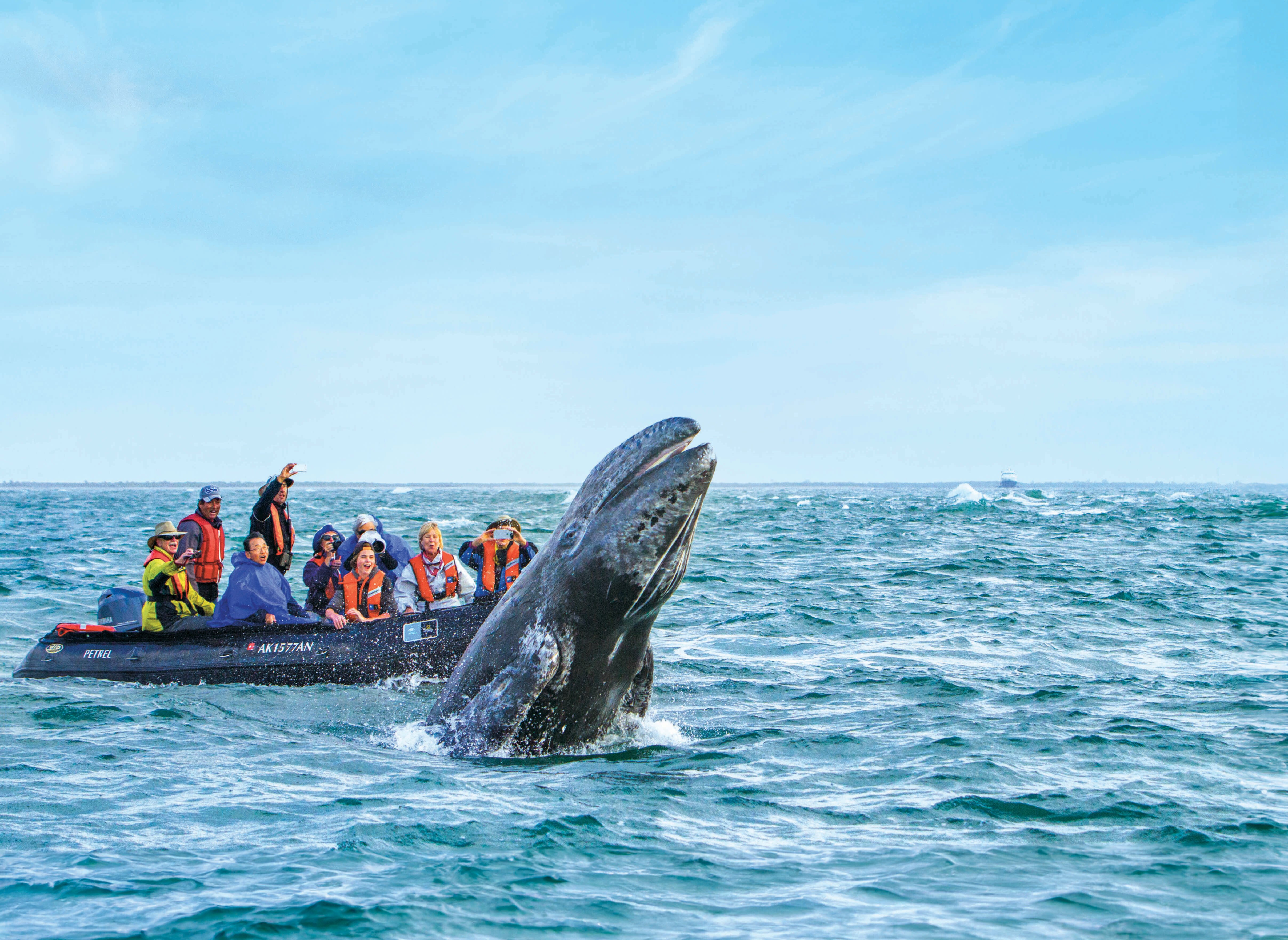Guests in a Zodiac watch a breaching gray whale.