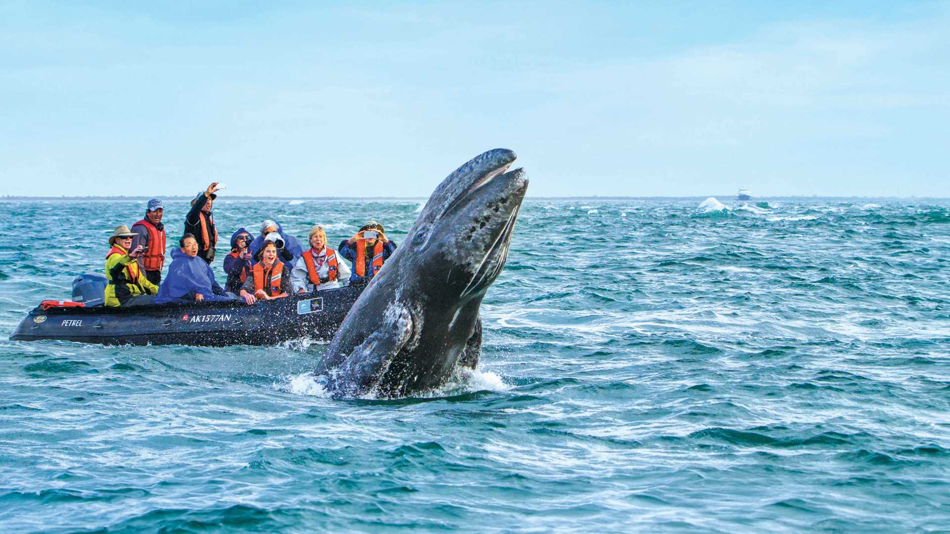Guests in a Zodiac watch a breaching gray whale.