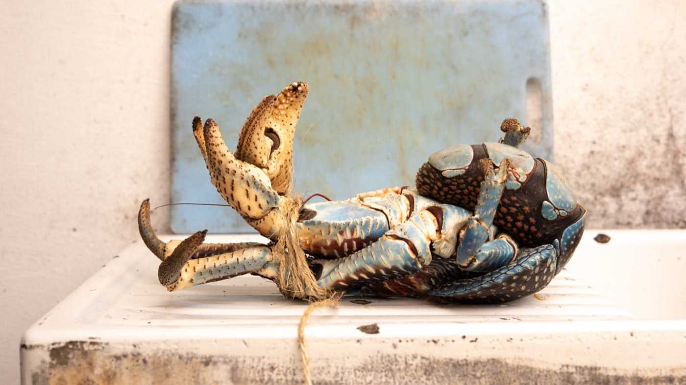 A whole crab, tied up and lying on a kitchen counter