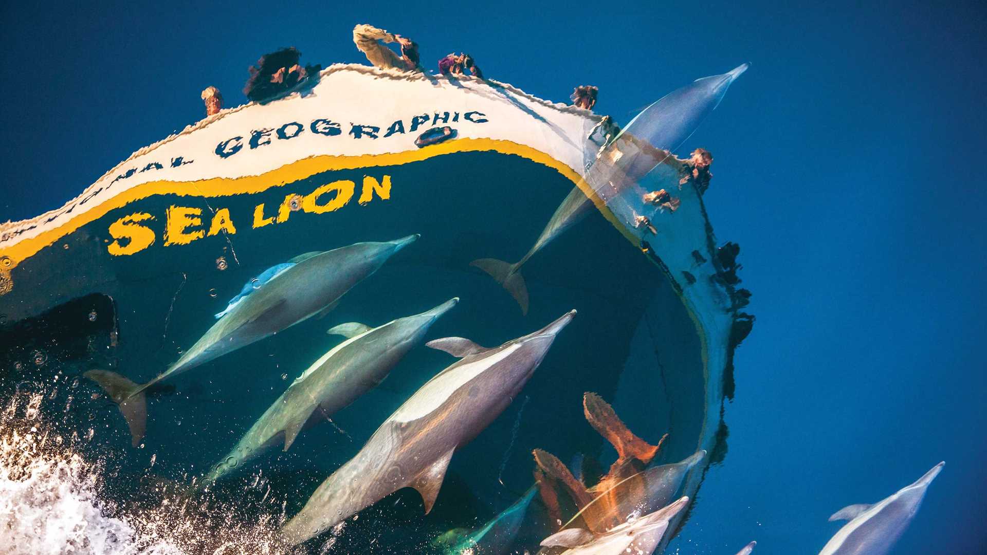 Dolphins race beneath the bow of a ship in Baja
