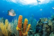 Underwater Ocean Life Underwater Marine Life H bsche Fototapete