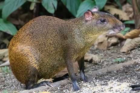 An agouti forages on the forest floor in Costa Rica