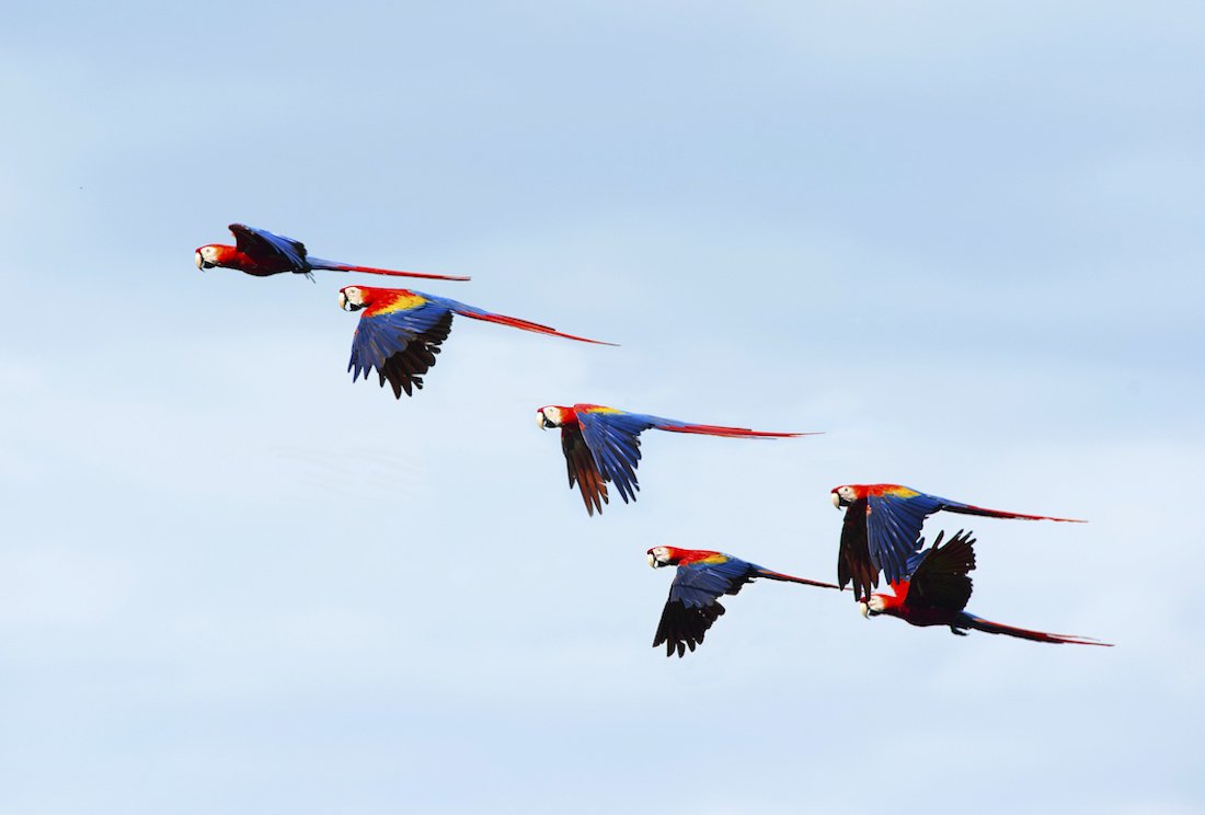 A flock of vibrant scarlet macaws in flight