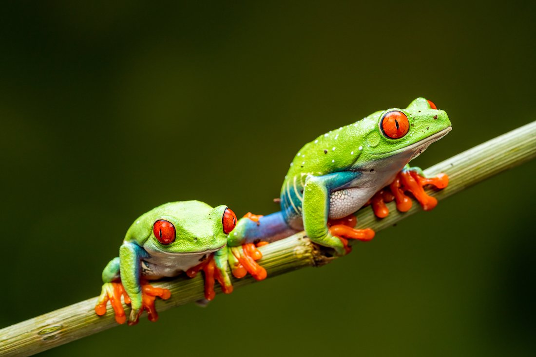 Two red-eyed tree frogs sit on a branch