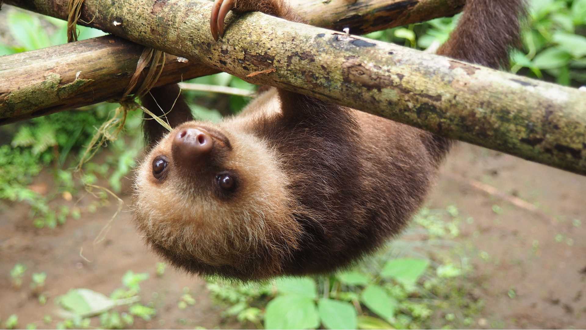 A baby sloth hanging upside down from a branch