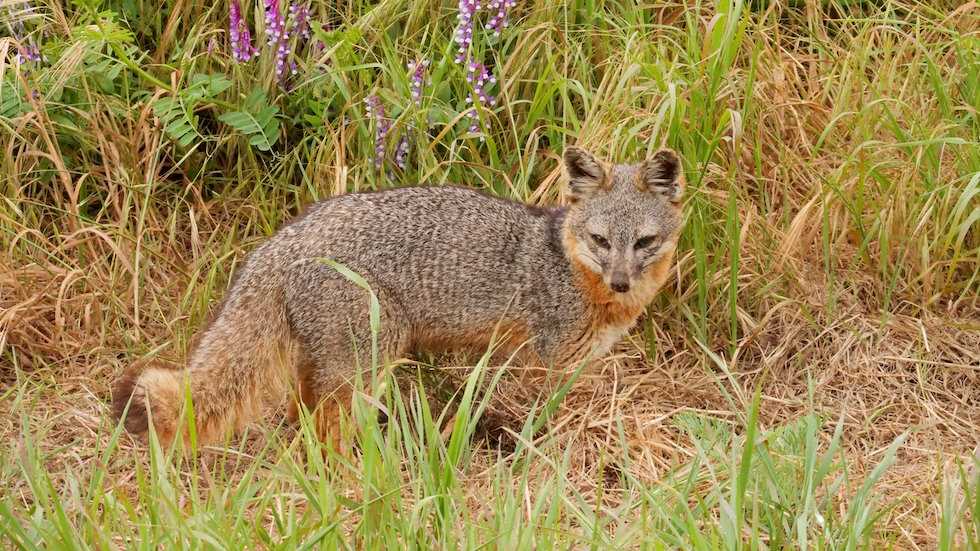 An endemic Channel Island fox stops in front of some flowers