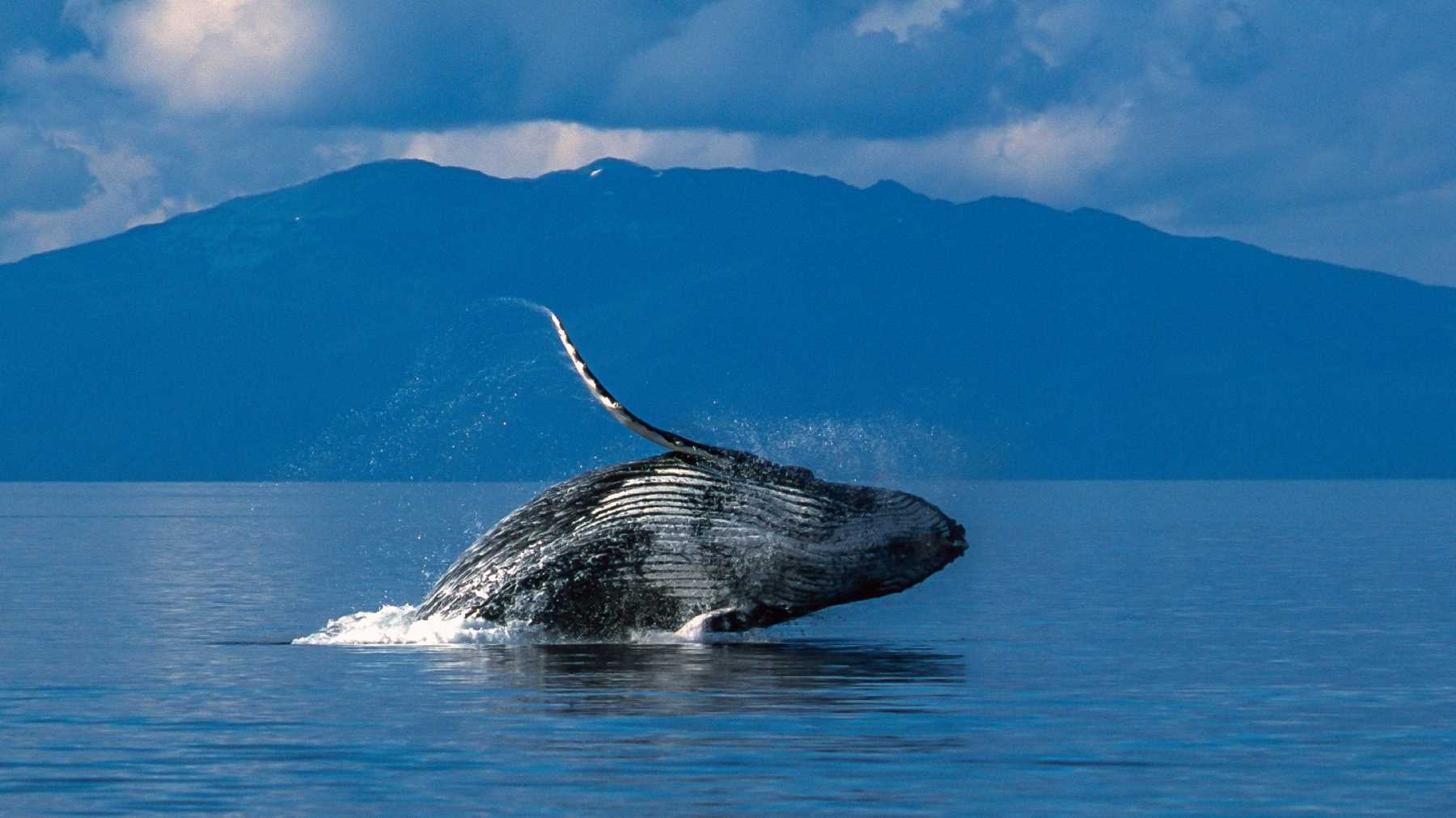 A whale bursting through the surface of the ocean