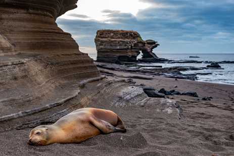 Galapagos Sea Lion Napping on the Shore
