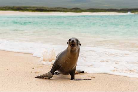 Galapagas sea lion in the surf