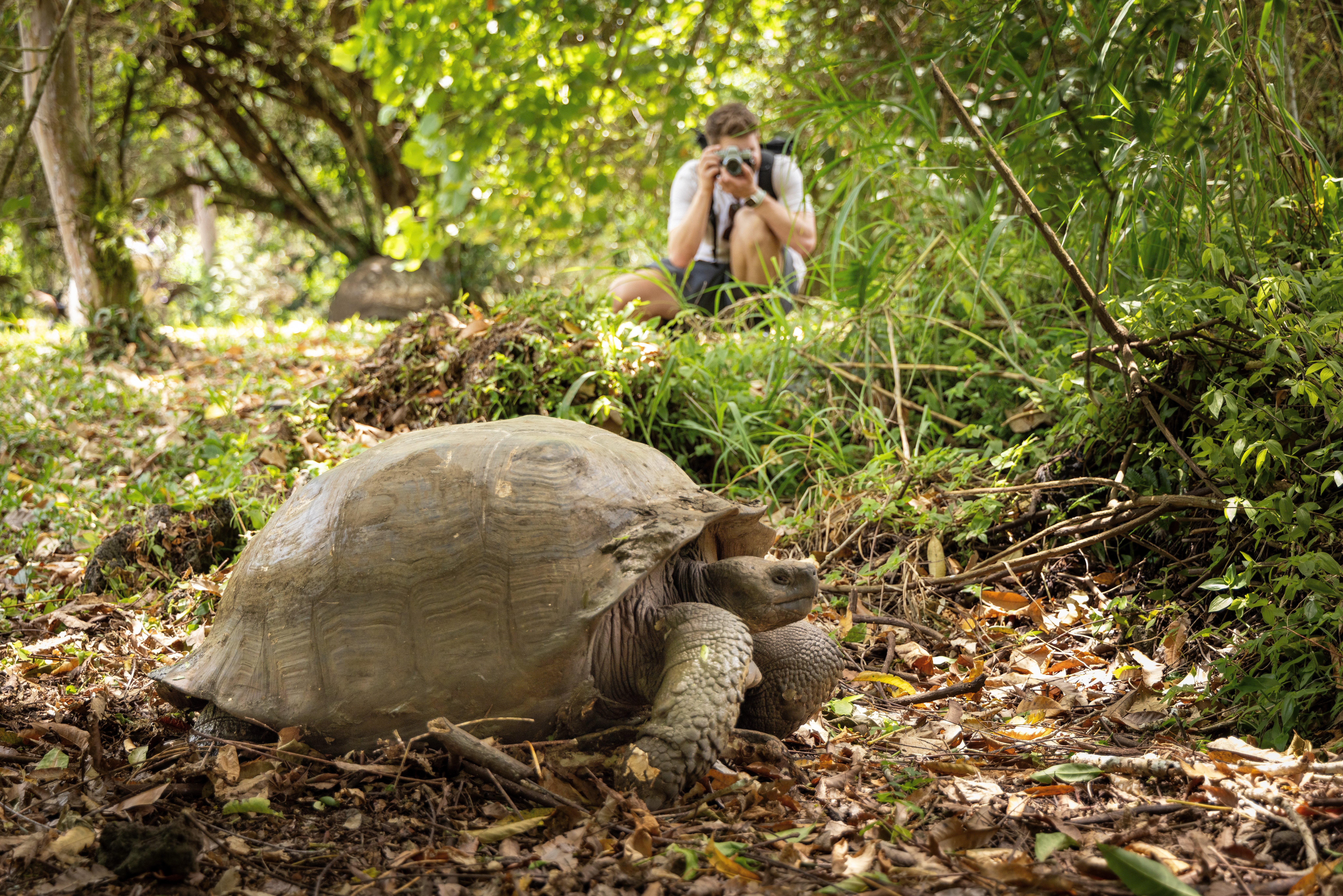 A guest photographs a Giant Galápagos Tortoise in Galápagos.