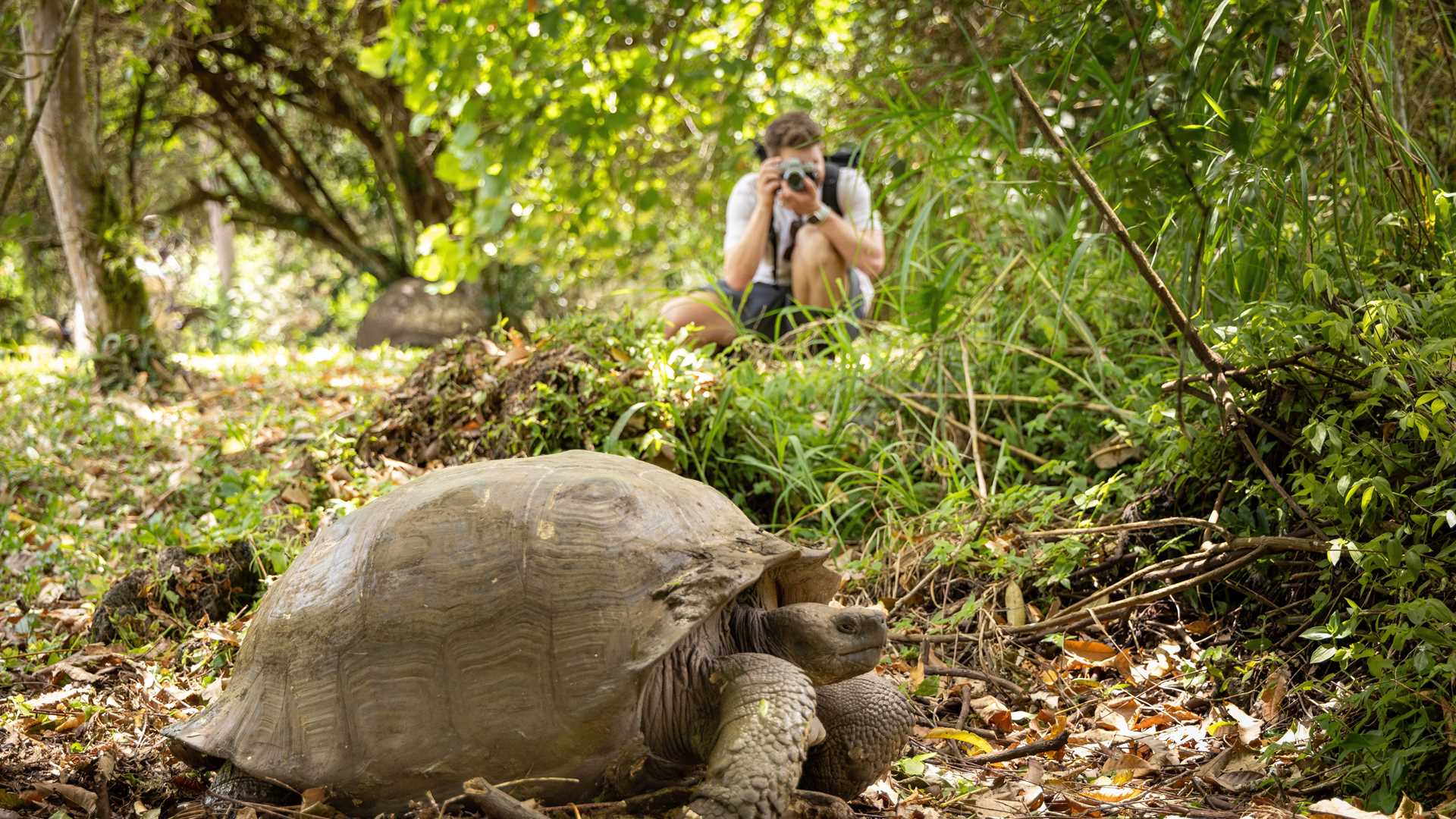 A guest photographs a Giant Galápagos Tortoise in Galápagos.
