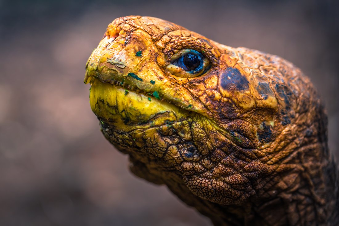 Close up of Super Diego, the Galápagos tortoise
