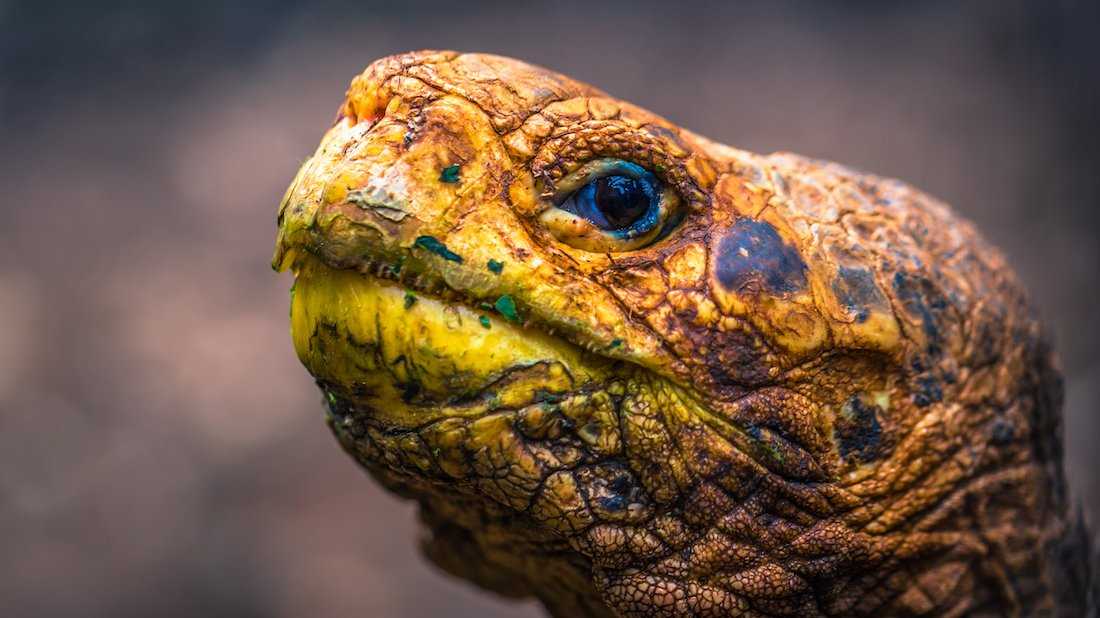 Close up of Super Diego, the Galápagos tortoise