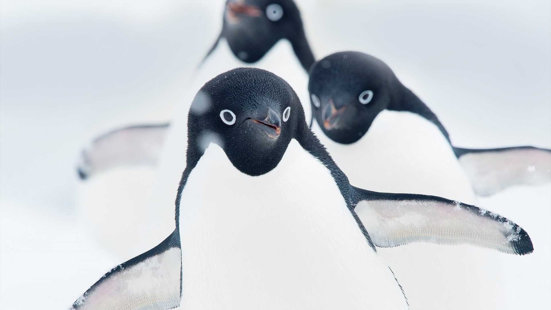 Meet the Elite 8: Penguins of the Southern Ocean