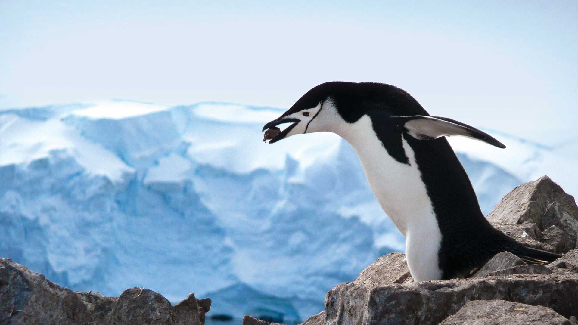 A chinstrap penguin carries a pebble in its beak