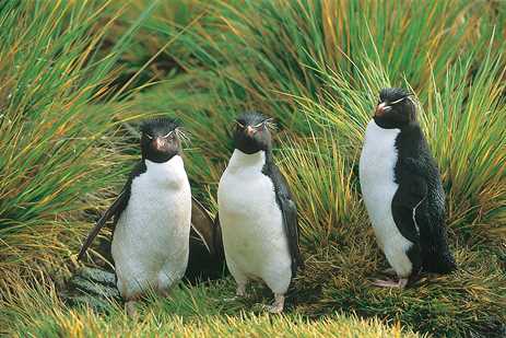 Woods Hole Oceano Institution, march Of The Penguins, macaroni Penguin, adélie Penguin, galapagos Penguin, chinstrap Penguin, southern Rockhopper Penguin, antarctica, emperor Penguin, endangered Species