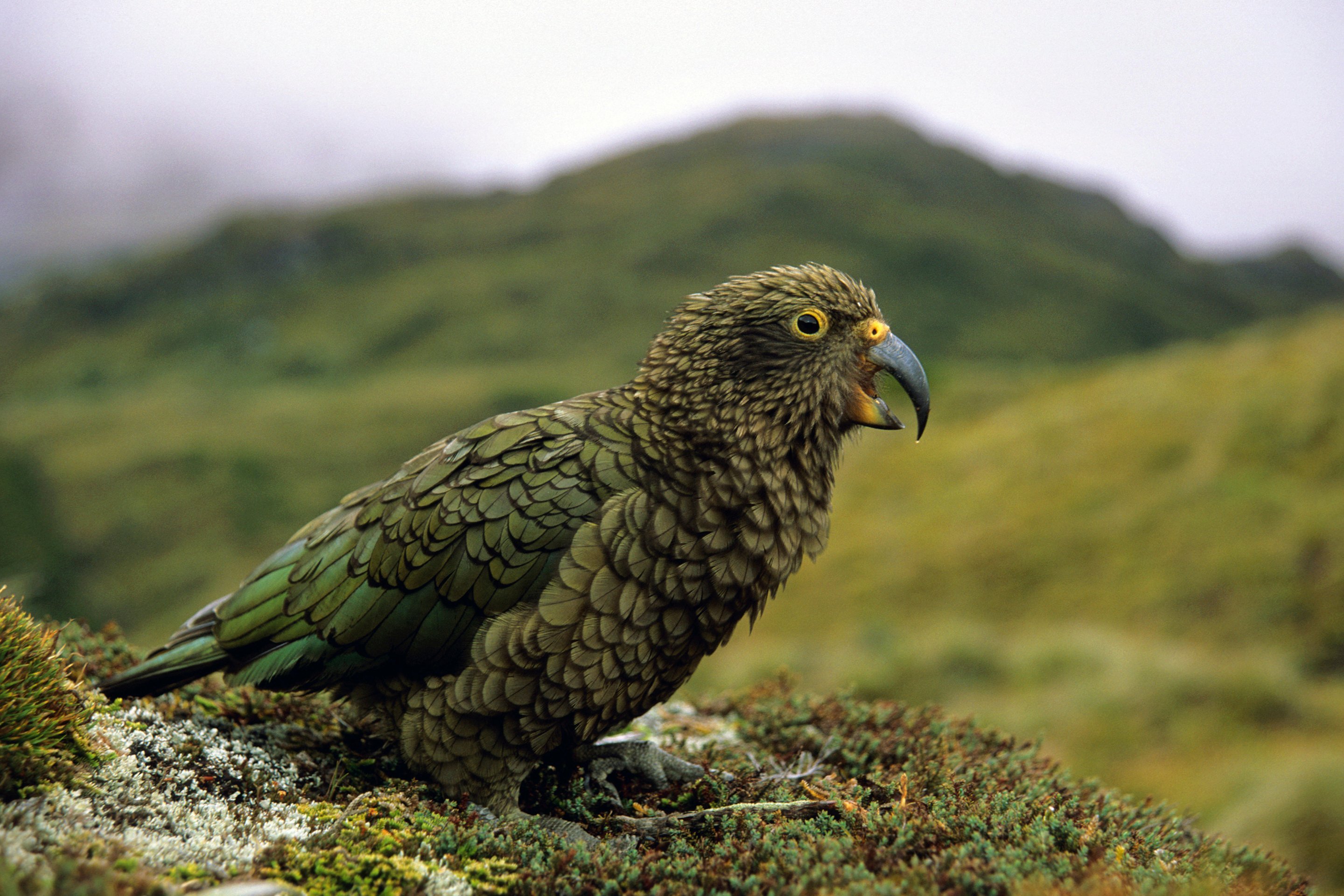 The Wild, Wonderful & Weird Birds of New Zealand