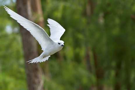 A beautiful white tern soars over Henderson Island