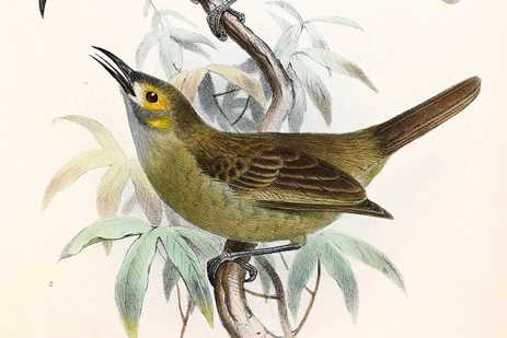 Vintage illustration of a Kadavu honeyeater bird