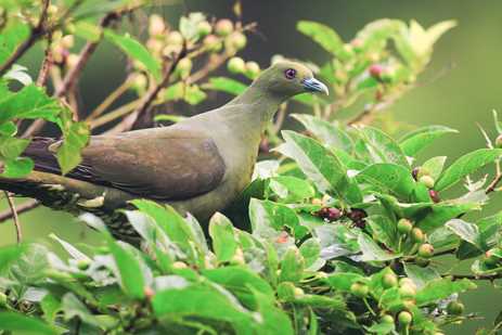 A whistling green pigeon in Japan's Ryukyu Islands