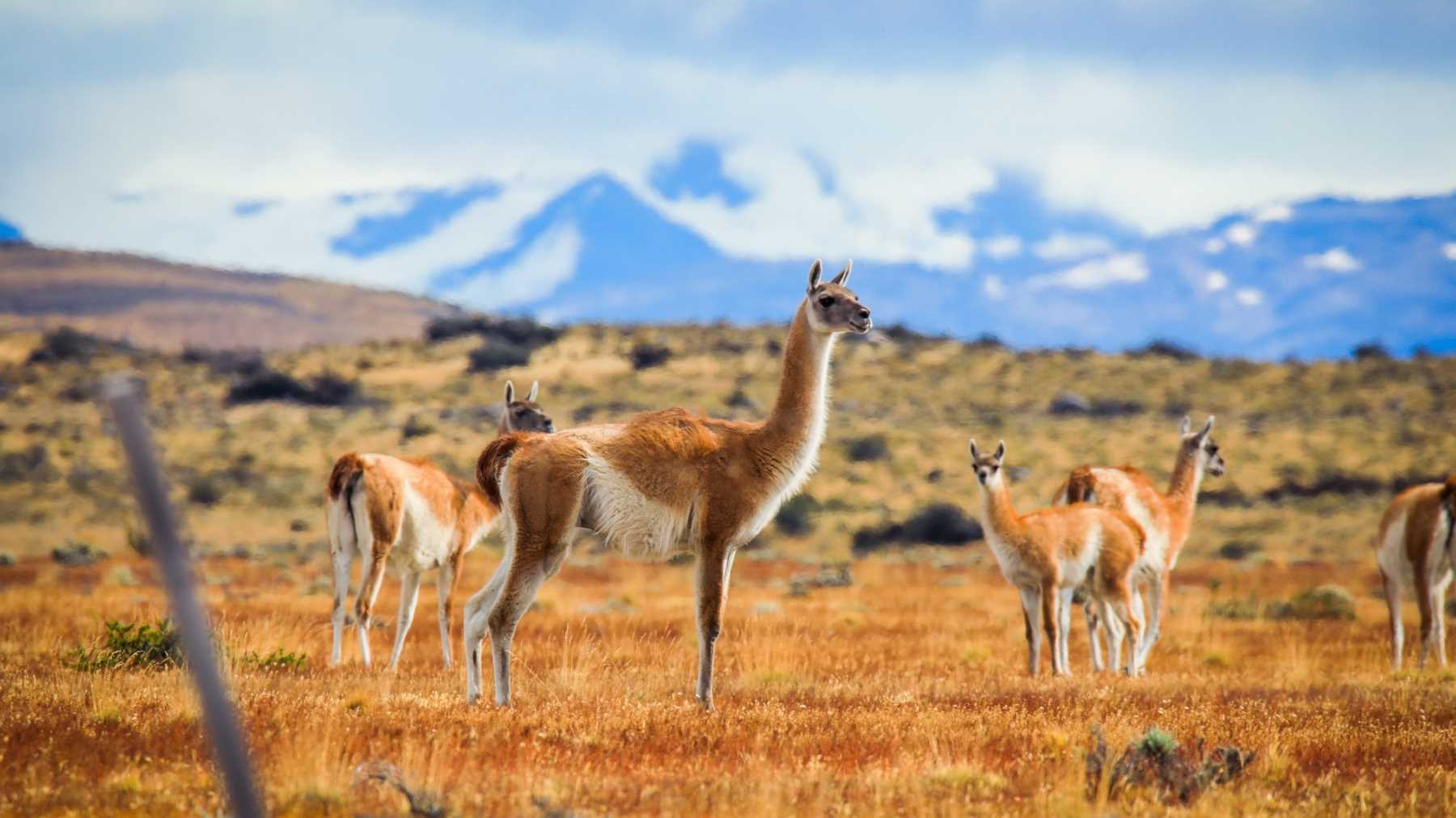 Orange grass in the foreground and blue mountains in the background frame a group of guanacos