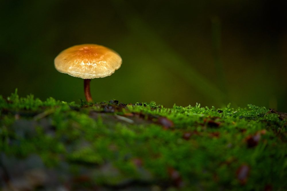 Fungi Of The Pacific Northwest: Foraging On Harstine Island | Lindblad ...