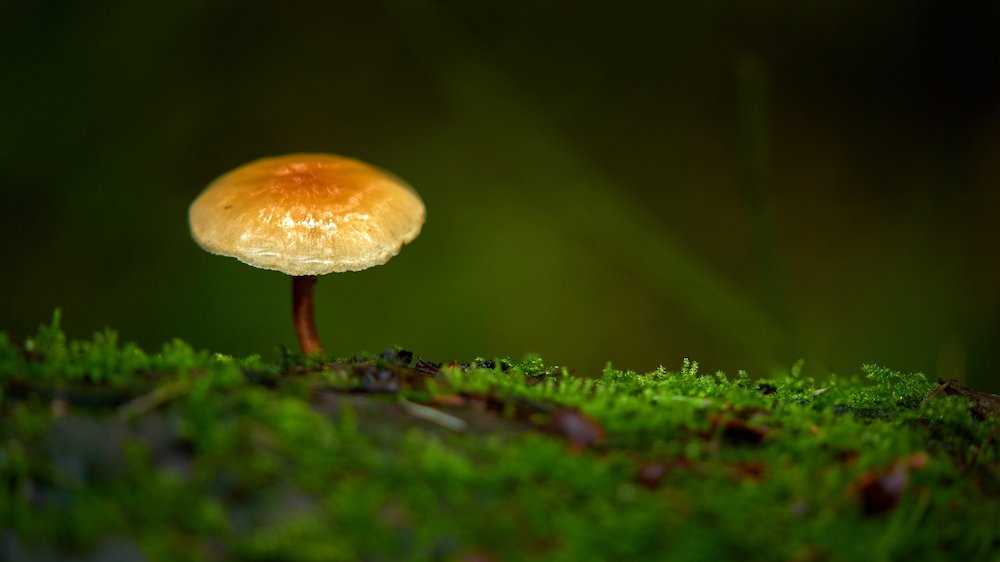 A wild mushroom in a Pacific Northwest forest