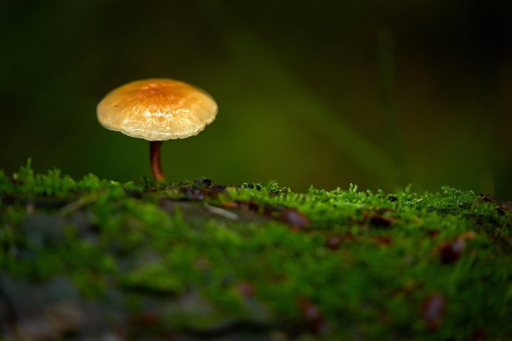 A wild mushroom in a Pacific Northwest forest