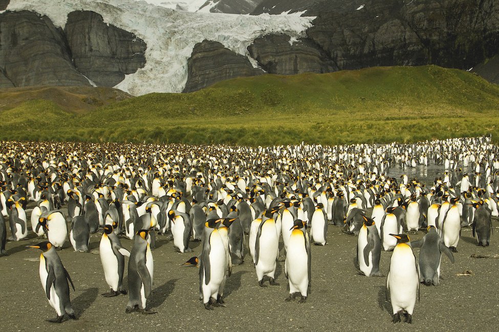 King penguins congregate in South Georgia