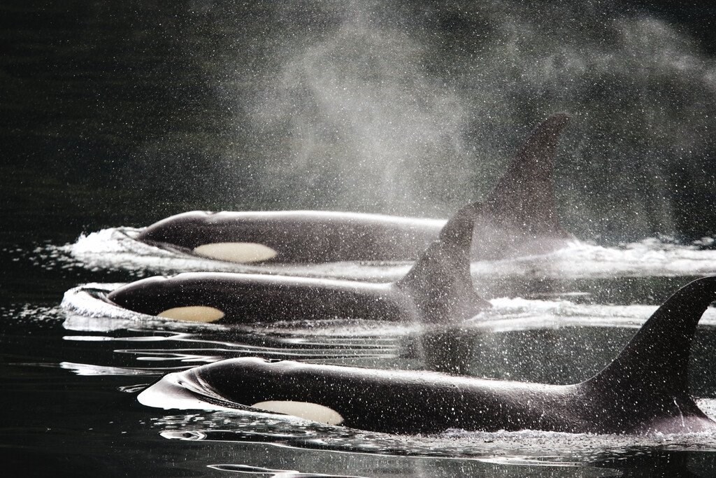 Southern Resident Killer Whales: Unique Icons Of The Pacific Northwest 