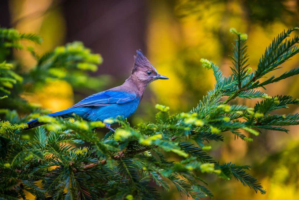 A vibrant blue Steller's jay perches on a branch