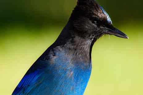Birds of the Pacific Northwest: The Steller's Jay