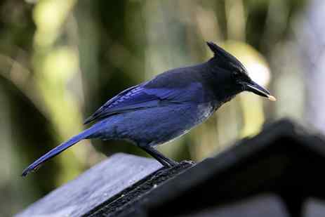 A Steller's jay holds a seed in its beak