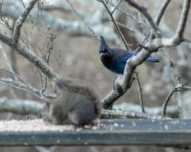 A Steller's jay watches a squirrel feed on seeds