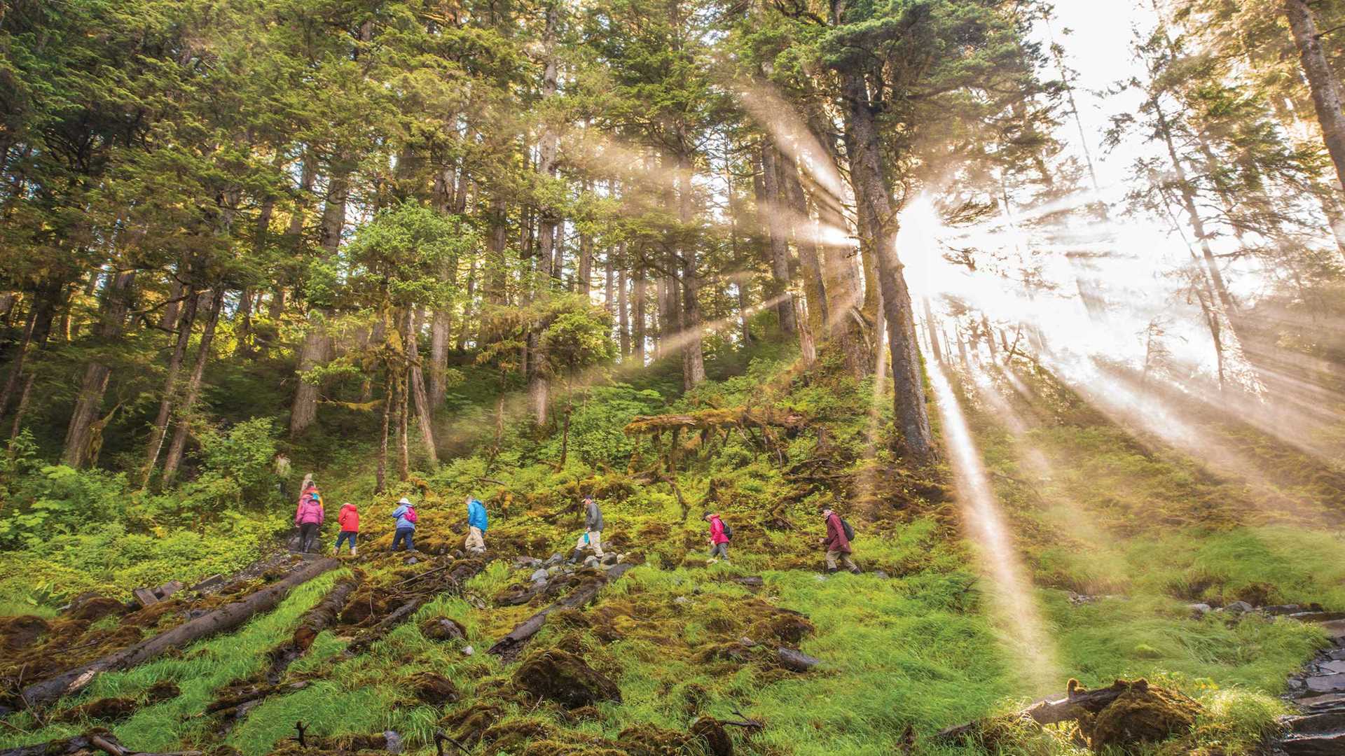 Guests hike through a lush forest in Alaska