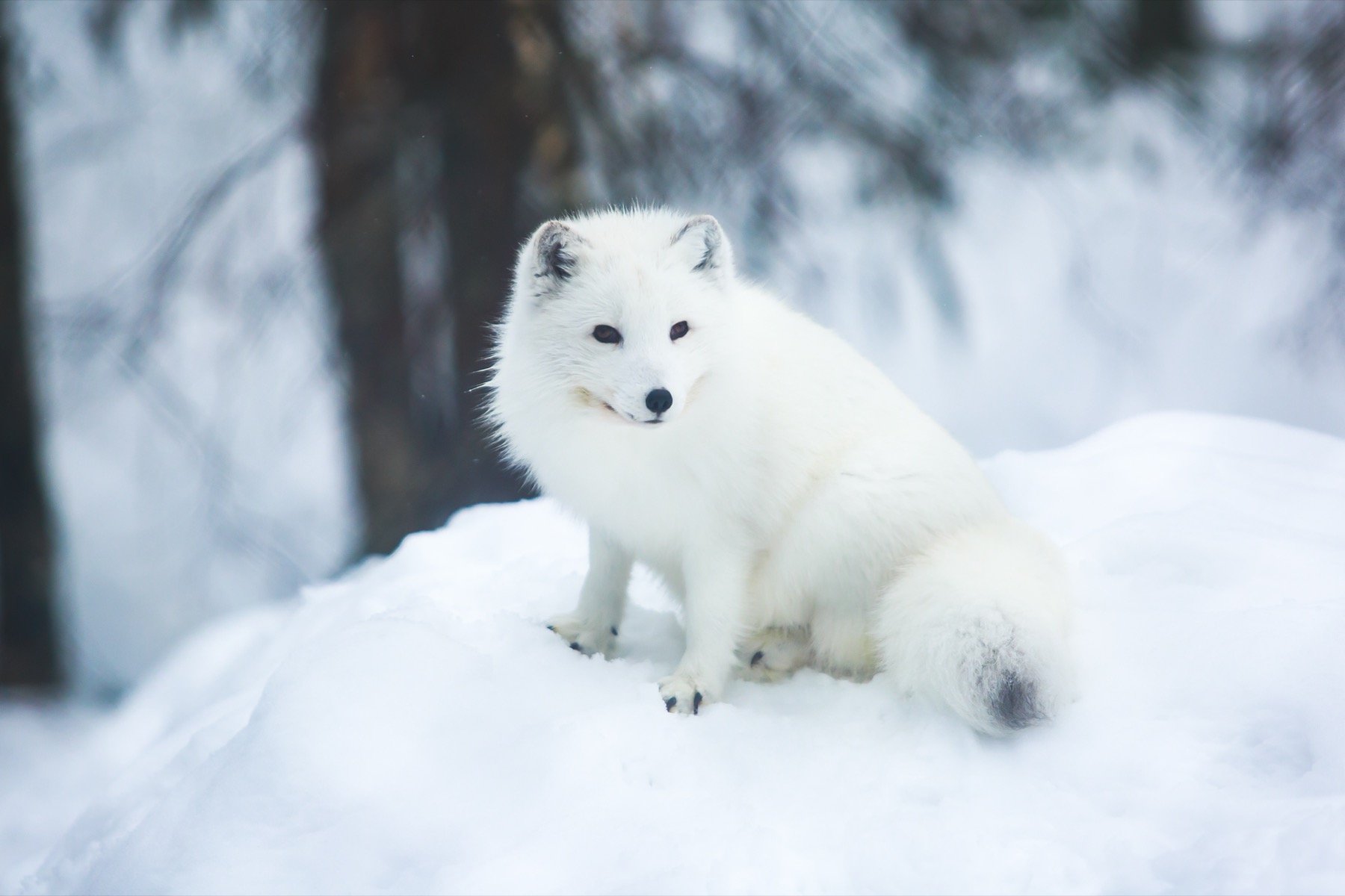 Wild Personalities: Arctic Fox