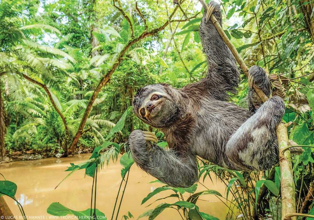 A brown-throated sloth hangs from a tree over the river