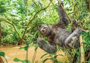 Tropical Rainforest Sloth