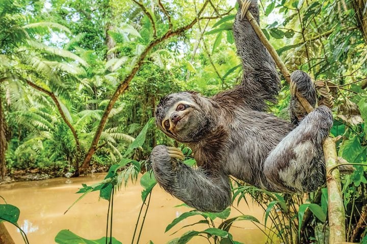 A brown-throated sloth hangs from a tree over the river
