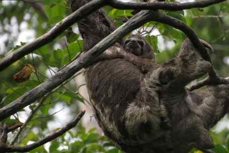 A brown-throated sloth baby clings to it mother