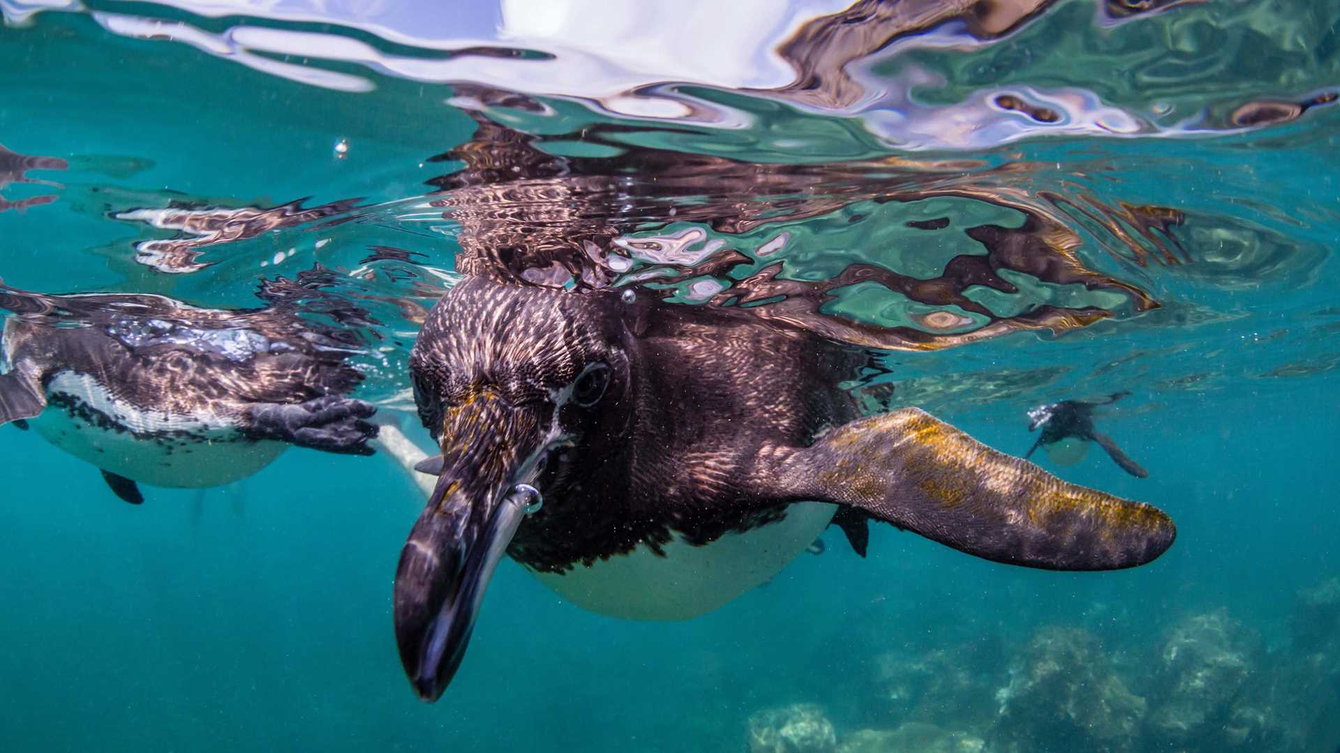 A Galápagos penguin swims towards the camera