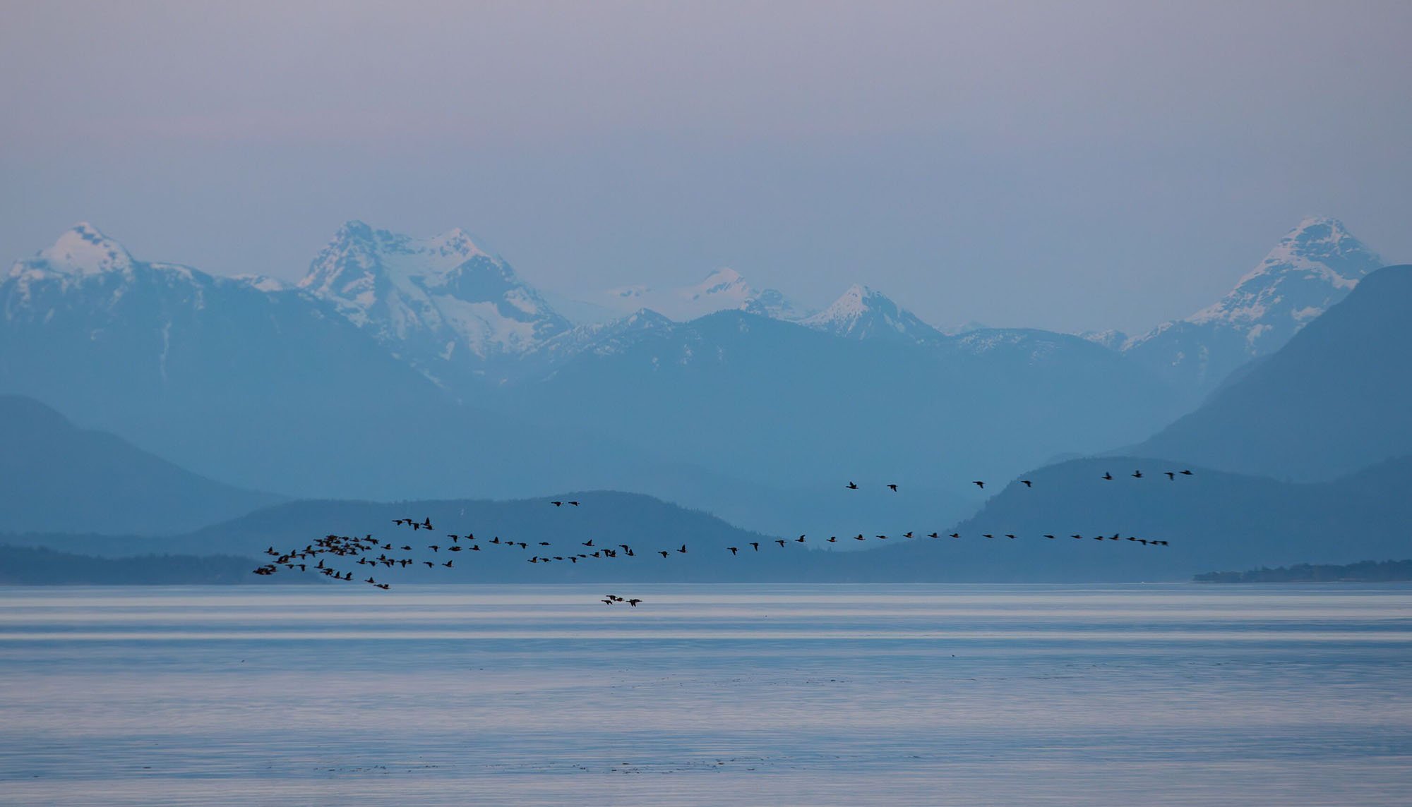 A large group of Brant Geese fly north over blue and light purple still waters in the distance with snow-capped mountains in the background partially obscured by a light haze.