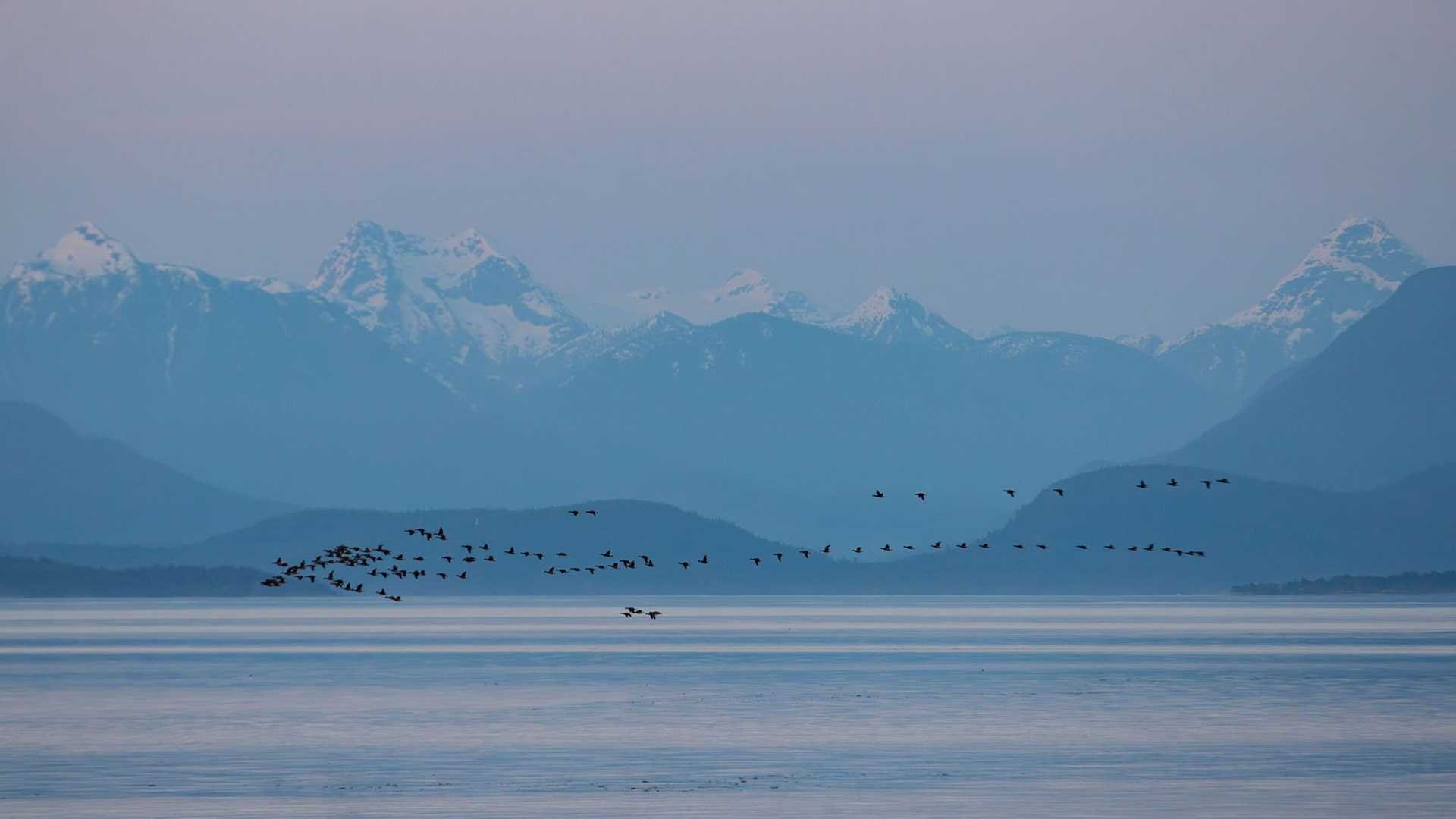 A large group of Brant Geese fly north over blue and light purple still waters in the distance with snow-capped mountains in the background partially obscured by a light haze.