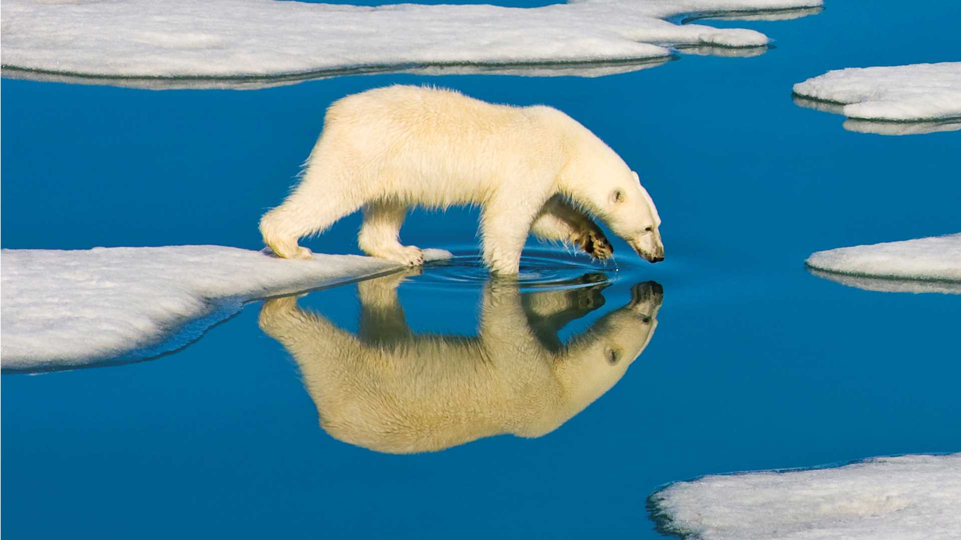 Wild Personalities: Polar Bear