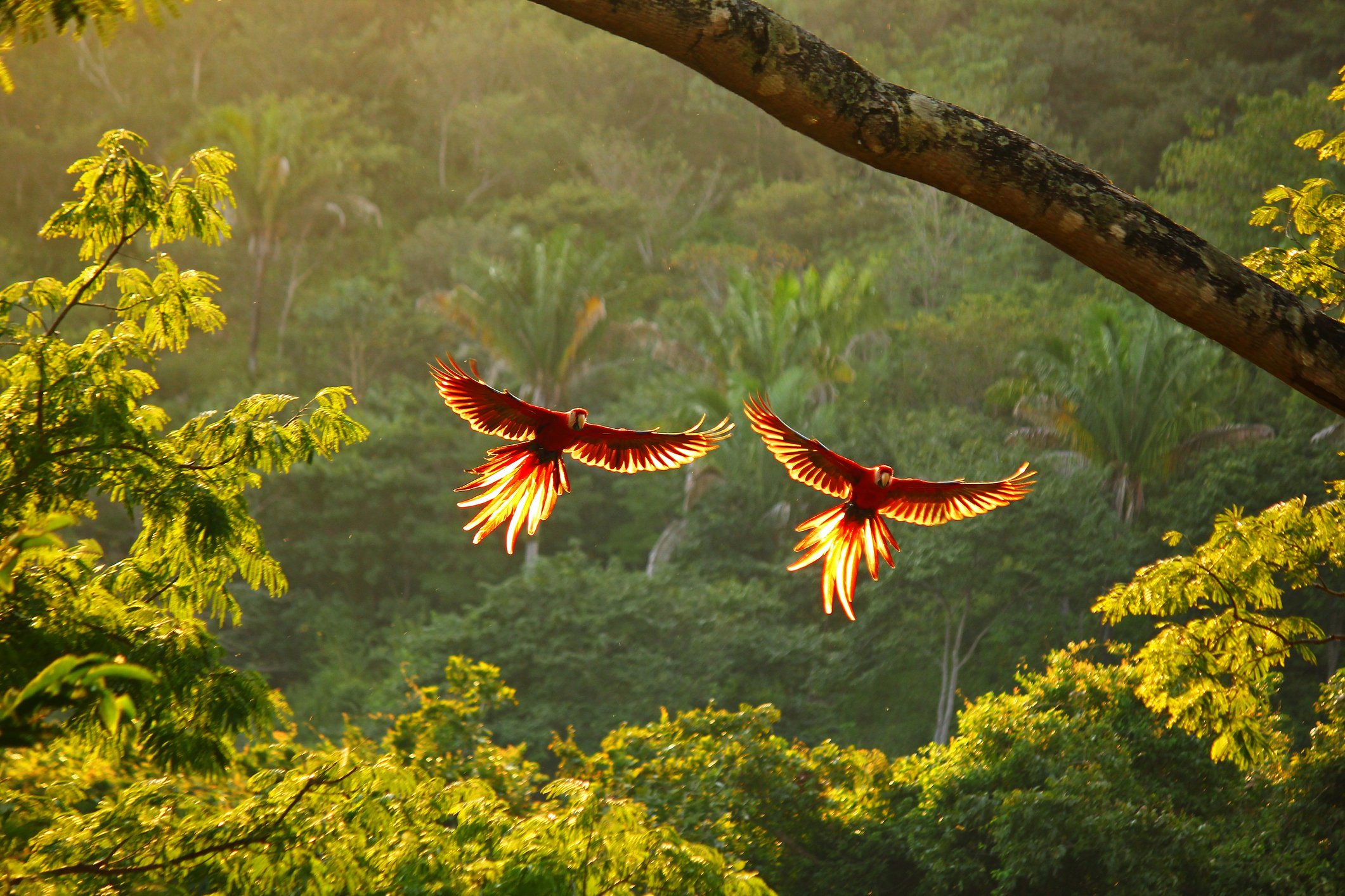Two scarlet macaws flying in the rainforest.
