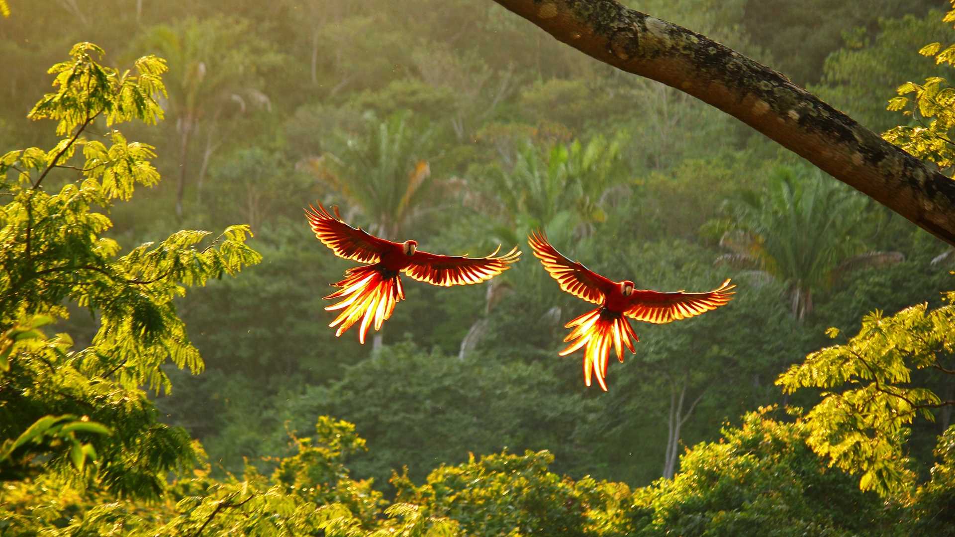 Two scarlet macaws flying in the rainforest.