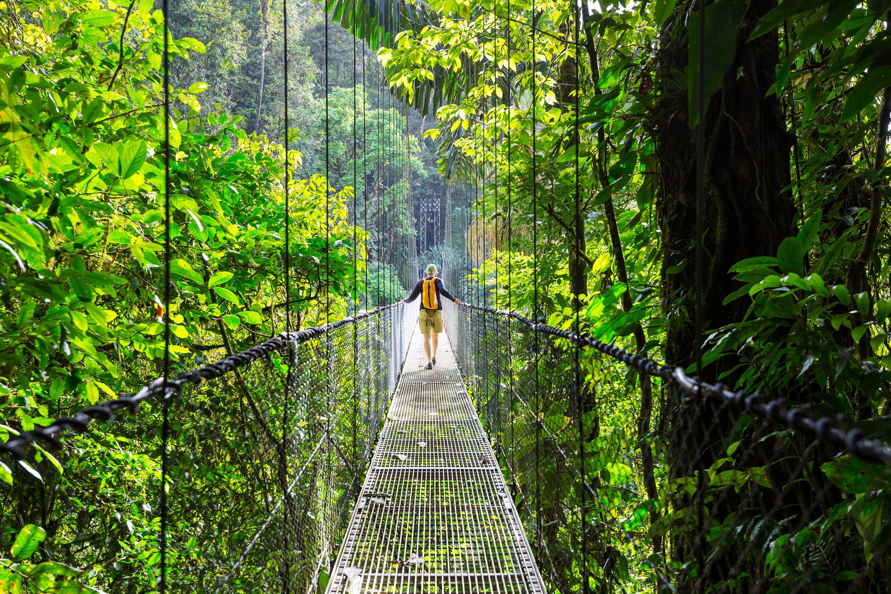 Hiker crossing a suspended bridge in a rainforest in Costa Rica.