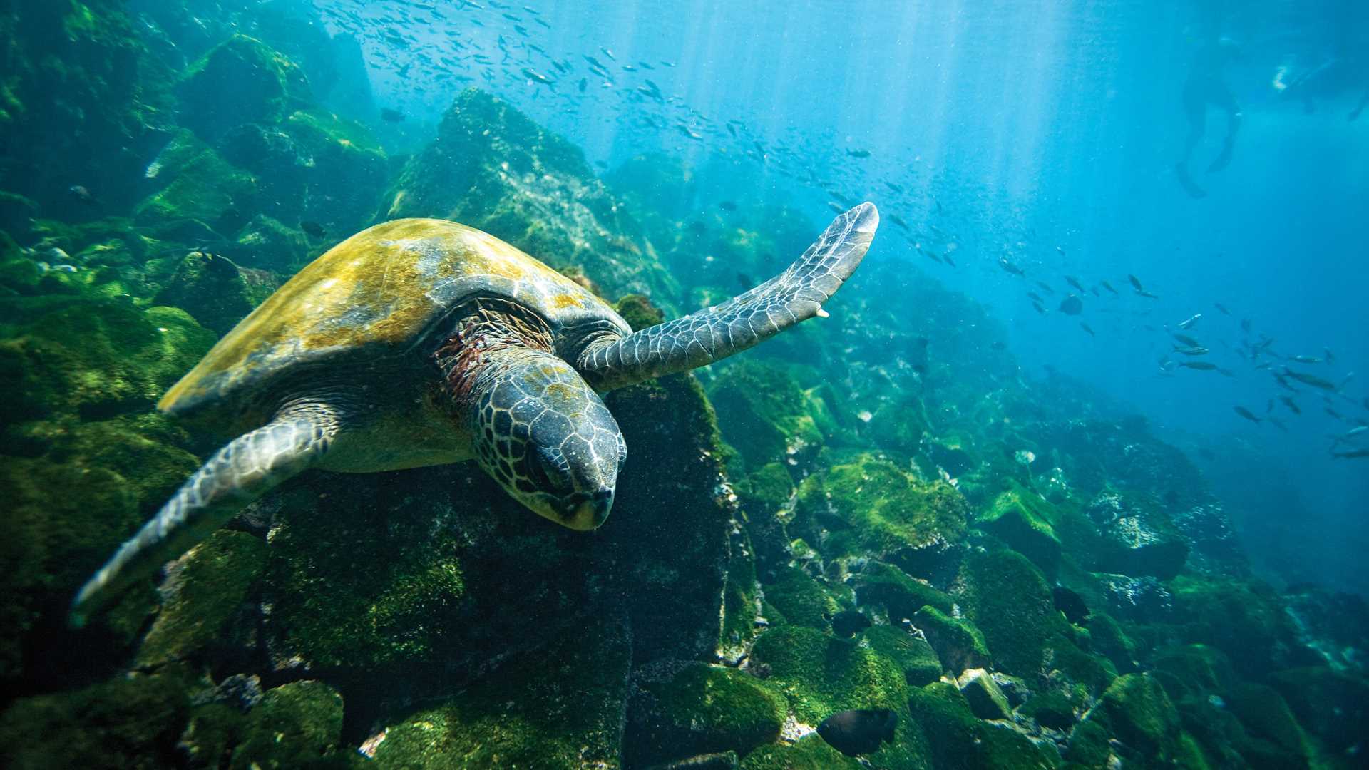 A Galápagos sea turtle swims above a coral reef with a school of fish in the distance.
