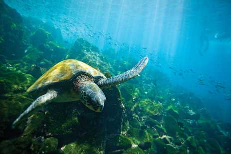 A Galápagos sea turtle swims above a coral reef with a school of fish in the distance.