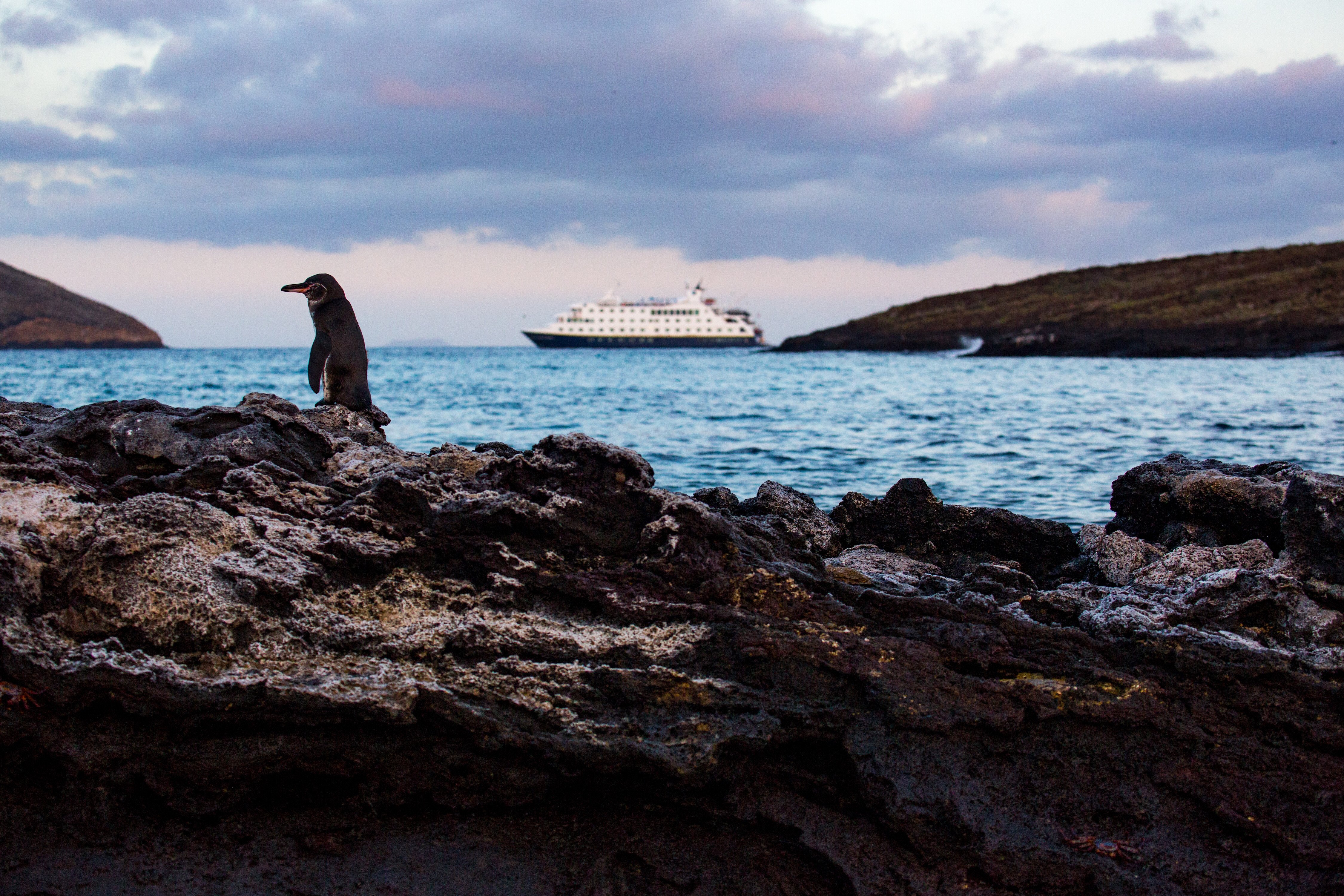 A Galápagos penguin stands on rocks with the ship National Geographic Endeavour II in the distance.
